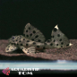 Preview: L264 - Weißflossen Kaktuswels, Leporacanthicus joselimae